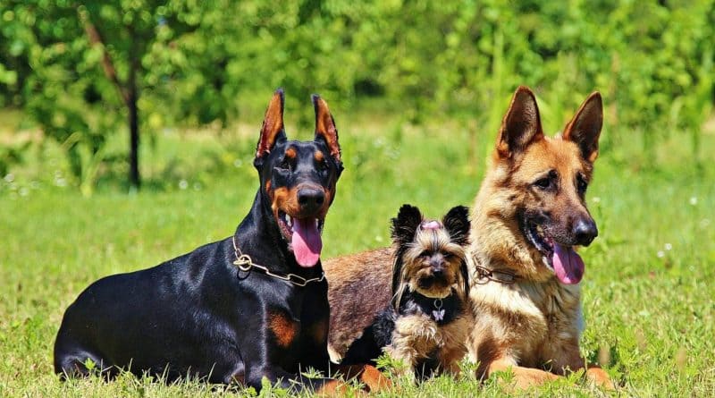 Фото Немецких Охотничьих Собак