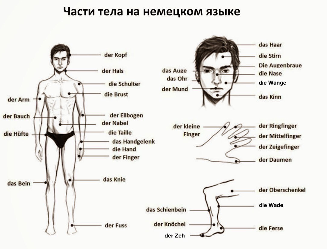 Плакат "части тела на немецком" 